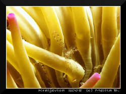 shrimp / canon g9, canon housing, macro lens and (for a f... by Melita Bubek 